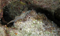   Shrip Coral  